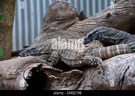 Ein Paar Common Goannas oder Lace Monitore (Varanus varius) im Featherdale Wildlife Park in Sydney; NSW; Australien (Foto: Tara Chand Malhotra) Stockfoto