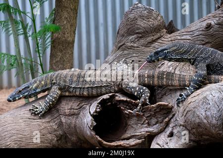 Ein Paar Common Goannas oder Lace Monitore (Varanus varius) im Featherdale Wildlife Park in Sydney; NSW; Australien (Foto: Tara Chand Malhotra) Stockfoto