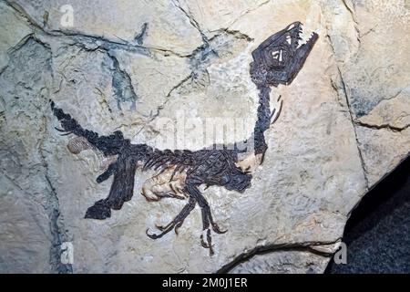 Naturwissenschaftliches Museum: Scipionyx samniticus, pietraroja benevento, bergamo, italien Stockfoto