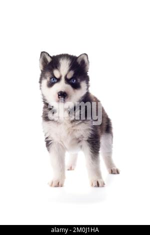 Reinrassiger sibirischer Husky Welpe mit blauen Augen isoliert auf weißem Hintergrund Stockfoto