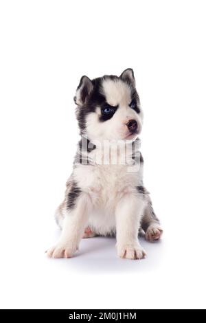 Reinrassiger sibirischer Husky Welpe mit blauen Augen isoliert auf weißem Hintergrund Stockfoto