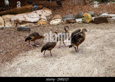 Plumed Whistling-Ducks (Dendrocygna eytoni) im Featherdale Wildlife Park in Sydney, NSW, Australien. (Foto: Tara Chand Malhotra) Stockfoto