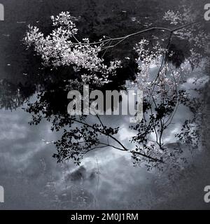 Abstraktes Infrarotfoto mit gedämpften Farben von Waldteichen mit Reflexionen von wilden Pflanzen und Bäumen, die auf dem Land und in den Wäldern aufgenommen wurden Stockfoto