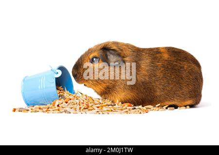 Niedliche kleine braune Meerschweinchen Knabbereien Tierfutter auf weißem Hintergrund Stockfoto