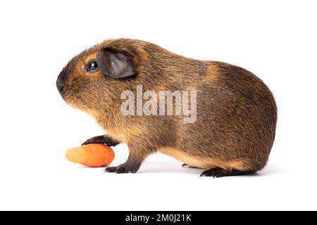 Süßes kleines braunes Meerschweinchen mit Karotte isoliert auf weißem Hintergrund Stockfoto