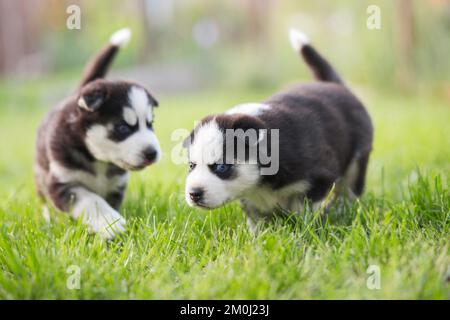 Süße Husky-Welpen, die im Garten spielen. Lustige Welpen spielen draußen Stockfoto