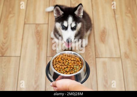 Einen hungrigen Husky Welpen füttern. Der Besitzer gibt seinem Hund eine Schüssel Pellets. Stockfoto