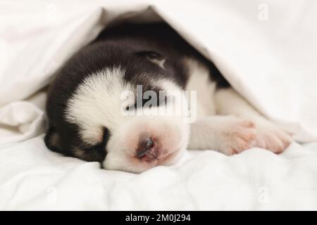 Der sibirische Husky Hündchen schläft unter einer weißen Decke auf dem Bett Stockfoto