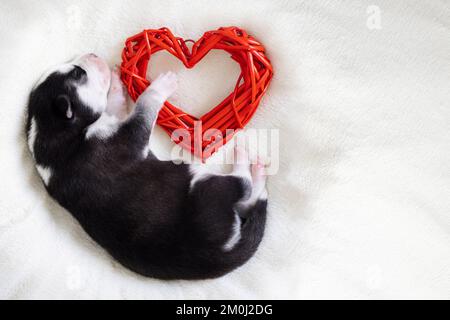 Der sibirische Husky-Welpe schläft auf einer weißen Decke und umarmt das Spielzeugherz Stockfoto