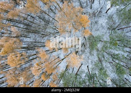 Treplin, Deutschland. 03.. Dezember 2022. Ein wenig Schnee liegt in einem Wald mit Lärchen (gelbe Nadeln) und Kiefern (grüne Nadeln). Patrick Pleul/dpa/Alamy Live News Stockfoto