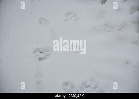 Interessanter abstrakter weißer Hintergrund mit Fußabdrücken von Katzen- oder Hundepfoten im Schnee. Pflege von Haustieren im Winter, bei kaltem Wetter. Stockfoto