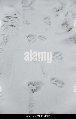 Interessanter abstrakter weißer Hintergrund mit Fußabdrücken von Katzen- oder Hundepfoten im Schnee. Pflege von Haustieren im Winter, bei kaltem Wetter. Stockfoto