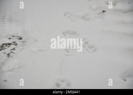 Interessanter abstrakter weißer Hintergrund mit Fußabdrücken von Katzen- oder Hundepfoten im Schnee. Pflege von Haustieren im Winter, bei kaltem Wetter. Stockfoto