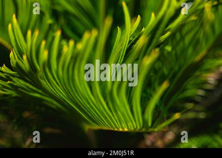 Sagopalmenblätter im Fokus. Cycas revoluta Blätter. Hintergrundbild zu dekorativen Pflanzen. Stockfoto