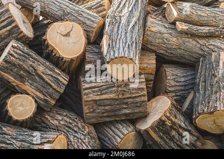 Ein Haufen großer, gesägter Baumstämme ist der Waldhintergrund. Stockfoto