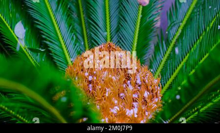 Hagel auf einer grünen Palme. Gefrorene Tröpfchen im tropischen Klima. Stockfoto