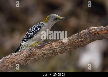 Nahaufnahme eines goldenen Spechers (Melanerpes aurifrons), der auf einem Ast sitzt und sich umsieht Stockfoto