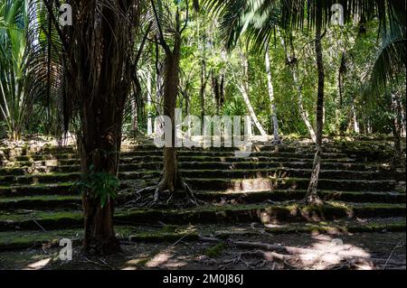 Antike Pyramide im Maya-Dorf Chacchoben, Mexiko Stockfoto