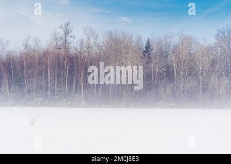 Nebel steigt auf einem Winterfarm Feld gegen die Baumgrenze. Stockfoto