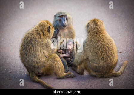 Affenfamilie mit Baby Stockfoto