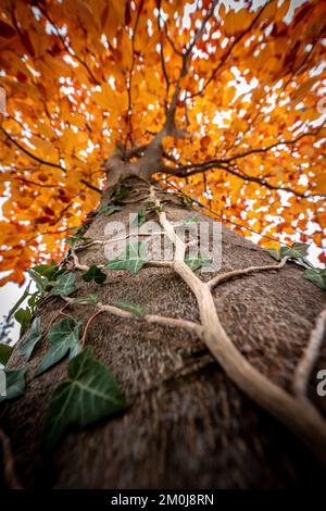 Ein Blick auf das Efeu im Herbst Stockfoto