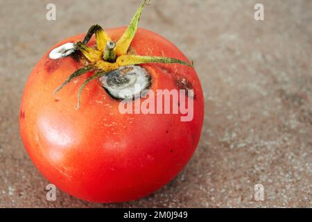 Faule rote Tomate mit weißem, leuchtenden Schimmel. Ungesunde und verdorbene Lebensmittel und Gemüse Stockfoto