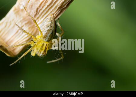 Kleine, süße, grüne Spinne, die auf Blättern krabbelt Stockfoto