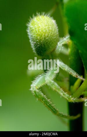 Kleine, süße, grüne Spinne, die auf Blättern krabbelt Stockfoto