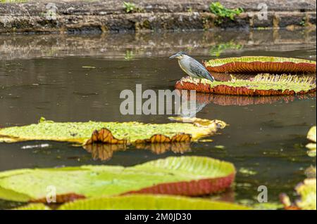 Gestreifter Reiher auf Victoria Amazonica Lotus Blumenpflanze, große schwimmende Lilly Pads Stockfoto