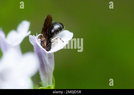 Schwarze Biene sammelt Pollen aus Blüten Stockfoto
