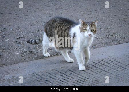 London, Großbritannien. 06.. Dezember 2022. Larry, der Downing Street Cat, Chief Mouser, macht seine Sachen. Minister der Sunak-Regierung nehmen heute an der wöchentlichen Kabinettssitzung in der Downing Street 10 in Westminster Teil. Kredit: Imageplotter/Alamy Live News Stockfoto