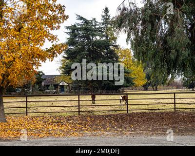 Zwei Pferde grasen im Herbst 2022 in der Nähe von Modesto California USA auf der Weide mit Herbstfarben und gefallenen Blättern Stockfoto