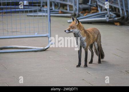 London, Großbritannien. 06. Dezember 2022. Ein junger Rotfuchs (Vulpes vulpes), der scherzhaft als „Liam“ bezeichnet wurde, rennt die Downing Street hinunter. Minister der Sunak-Regierung nehmen heute an der wöchentlichen Kabinettssitzung in der Downing Street 10 in Westminster Teil. Kredit: Imageplotter/Alamy Live News Stockfoto