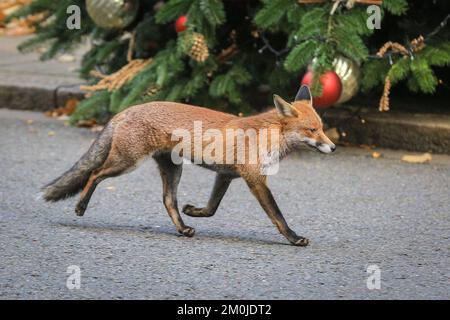 London, Großbritannien. 06. Dezember 2022. Ein junger Rotfuchs (Vulpes vulpes), der scherzhaft als „Liam“ bezeichnet wurde, rennt die Downing Street hinunter. Minister der Sunak-Regierung nehmen heute an der wöchentlichen Kabinettssitzung in der Downing Street 10 in Westminster Teil. Kredit: Imageplotter/Alamy Live News Stockfoto