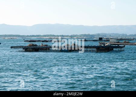 Aquakulturflöße für Muscheln, Batea, in der Arousa-Mündung, Galicien, Spanien Stockfoto