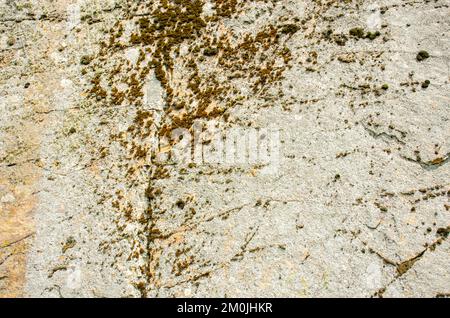 Ein alter grauer zerbrochener Stein, bedeckt mit einem weißen Pilz. Für Hintergrund oder Textur Stockfoto