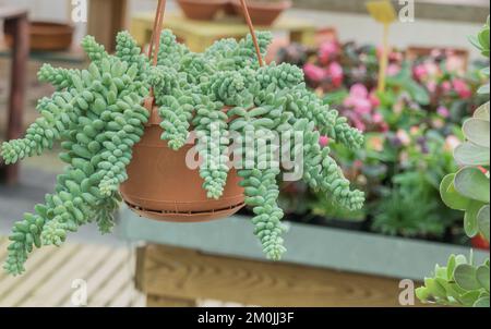 Pflanze Sedum morganum Sukkulent, hängend aus nächster Nähe, wächst in einem Gewächshaus Stockfoto