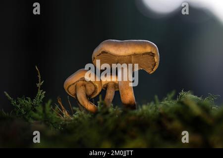 Pilze, die in ihrer natürlichen Umgebung wachsen Stockfoto