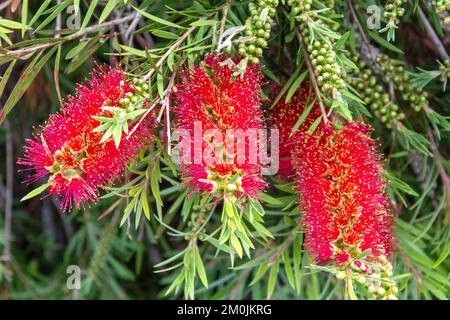Flaschenbürstenblumen auf der Strandpromenade (Riva Nazario Sauro), Triest, Friaul-Julisch Venetien, Italien Stockfoto