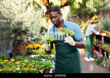 Fleißiger afroamerikanischer Gärtner inspiziert Kalendula in Töpfen Stockfoto
