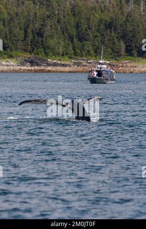 Eine Gruppe von Touristen auf einer Walbeobachtungstour in Juneau, Alaska, USA, bestaunen den fächerförmigen Schwanz eines nordpazifischen Buckelwals. Stockfoto