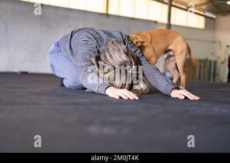 Eine blonde Erwachsene Frau, die sich während ihres Vinyasa Flow Yoga-Trainings in der Kinderposition ausruht, wird von einem verspielten Hund in einem Fitnessstudio unterbrochen. Stockfoto