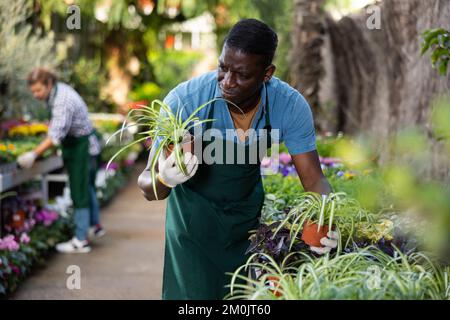 Ein afroamerikanischer Gärtner untersucht Chlorophytum in den Töpfen Stockfoto