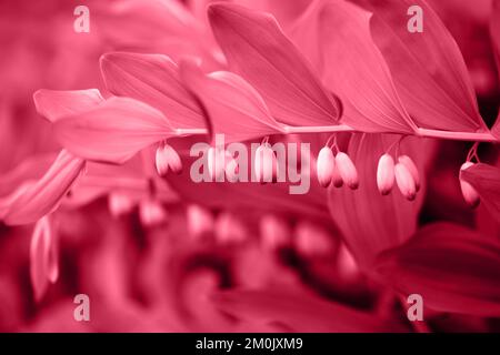 Polygonatum Viva Magenta farbige Nahaufnahme. Viva Magenta-Farbe des Jahres 2023. Stockfoto