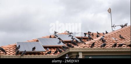 Sonnenkollektoren auf dem Dach eines Hauses, bedeckt mit Taubenkot und Tauben Stockfoto