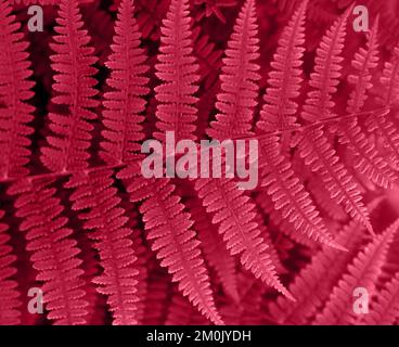 Color 2023 Viva Magenta Farn Nahaufnahme. Pinkfarbene Blumenstruktur und Hintergrund, Muster. Abstrakter Hintergrund von Viva Magenta. Stockfoto