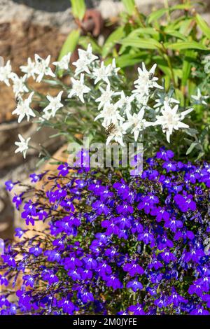 lobelia und Edelweißblumen, ponte di legno, italien Stockfoto