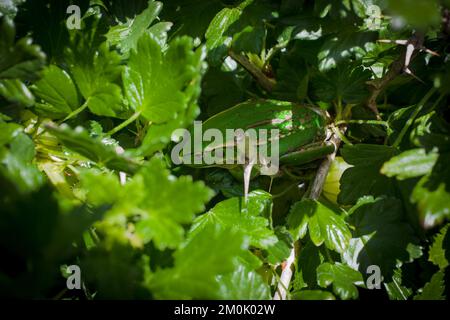 Ein Blick auf das Leben in Neuseeland: Eine Überraschung und ein willkommener Besucher in meinem Bio-Garten. Ein sehr entspannter Südstaaten-Glockenfrosch, hoch oben in meinem Gooseberry-Busch. Stockfoto