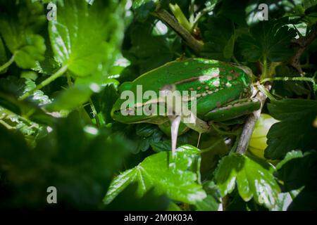 Ein Blick auf das Leben in Neuseeland: Eine Überraschung und ein willkommener Besucher in meinem Bio-Garten. Ein sehr entspannter Südstaaten-Glockenfrosch, hoch oben in meinem Gooseberry-Busch. Stockfoto