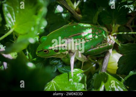 Ein Blick auf das Leben in Neuseeland: Eine Überraschung und ein willkommener Besucher in meinem Bio-Garten. Ein sehr entspannter Südstaaten-Glockenfrosch, hoch oben in meinem Gooseberry-Busch. Stockfoto